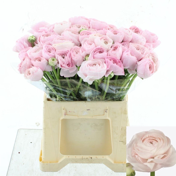 <h4>RAN SU HANOI</h4>