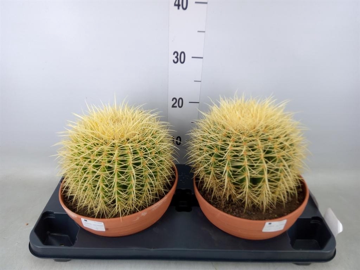 <h4>Cactus   ...</h4>