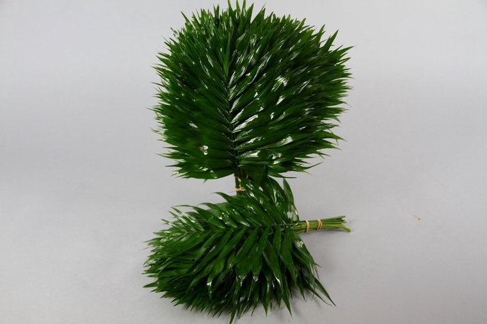 <h4>Chico Jumbo Leafer (air)</h4>