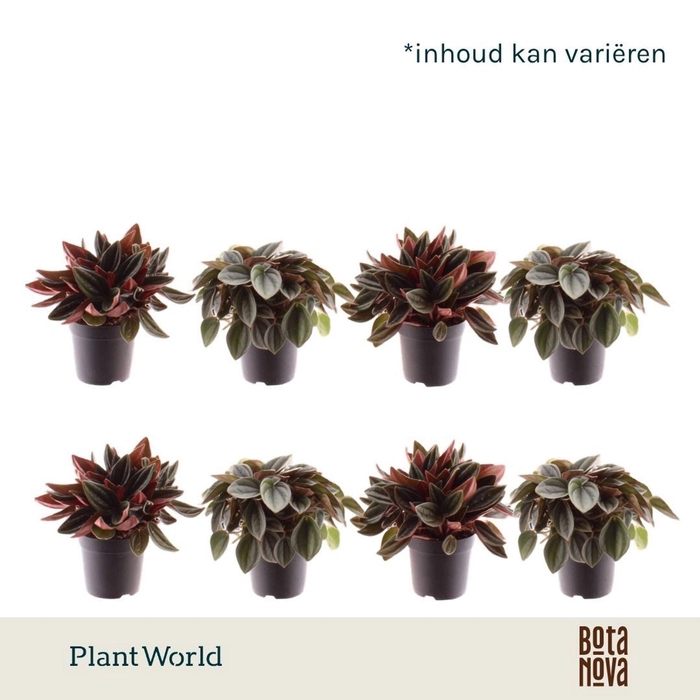 <h4>Peperomia</h4>
