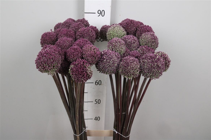 <h4>Allium Summer Drumme</h4>