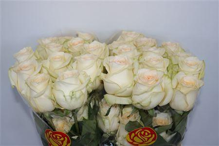 <h4>R GR CANDLELIGHT</h4>