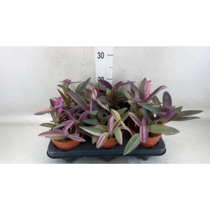 Tradescantia spath. 'Sitara'