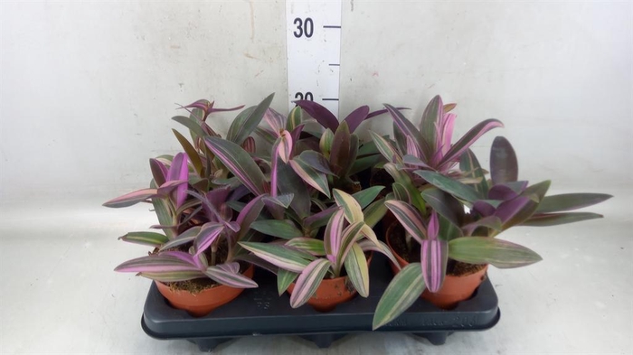 <h4>Tradescantia spath. 'Sitara'</h4>