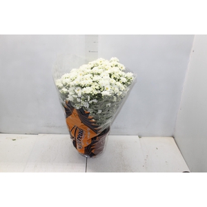 CRISANTEMO BOLA BELGA P20 BRANCO