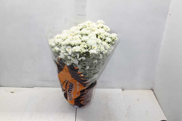 <h4>CRISANTEMO BOLA BELGA P20 BRANCO</h4>