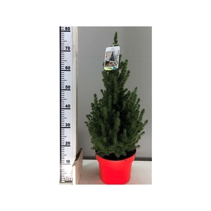 Picea Gl Conica Rode Pot