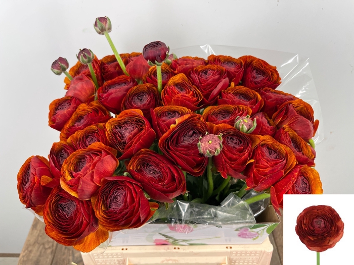 <h4>RANUNCULUS OV</h4>