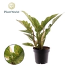 Philodendron Ring of Fire