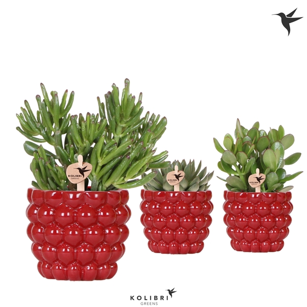 <h4>Kolibri Greens Succulenten mix in Berry pot</h4>