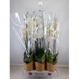 Phalaenopsis  'Ant Oxford'