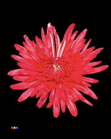 <h4>Chr G Topspin Red</h4>