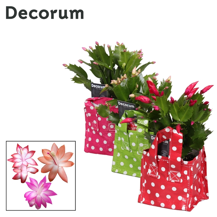 <h4>Schlumbergera - 9 cm - Stippentas mix</h4>