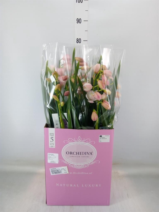 <h4>Cymbidium   ...</h4>