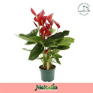 Anthurium Melodia Red 17cm