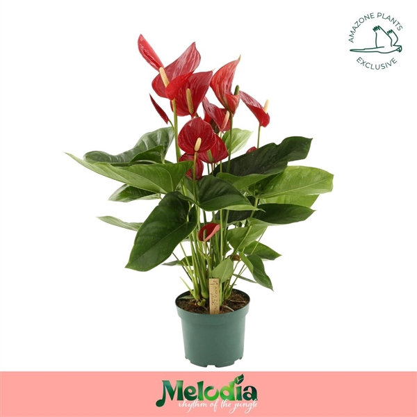 <h4>Anthurium Melodia Red 17cm</h4>