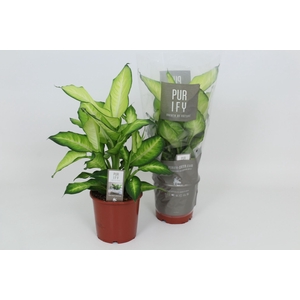 Dieffenbachia Summer Style