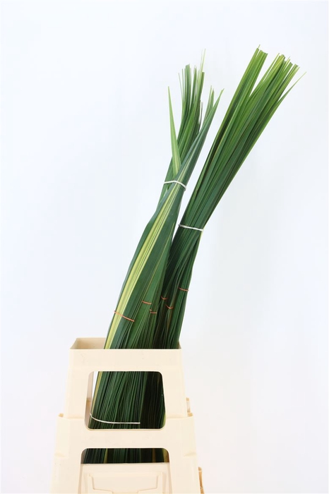 Pandanus 90cm (rd)