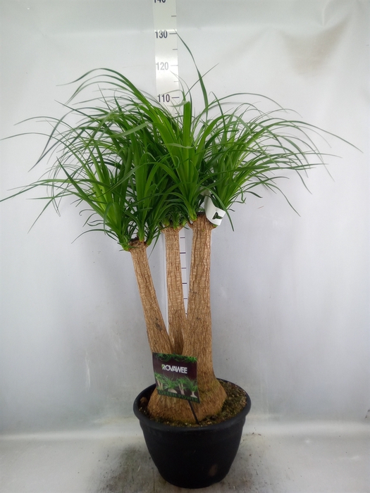 <h4>Beaucarnea recurvata</h4>