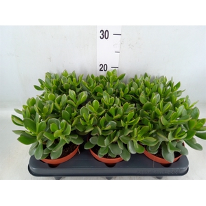 Crassula  'Minova Magic'