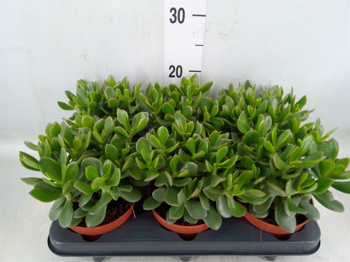 <h4>Crassula  'Minova Magic'</h4>