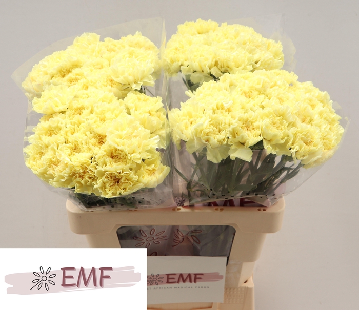 <h4>DI ST HERMES</h4>