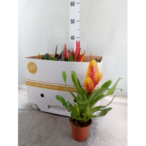 Tillandsia  ...mix