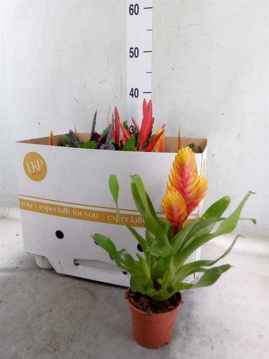 <h4>Tillandsia  ...mix</h4>