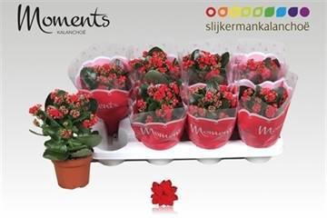 <h4>KAL GE SECRET RED</h4>