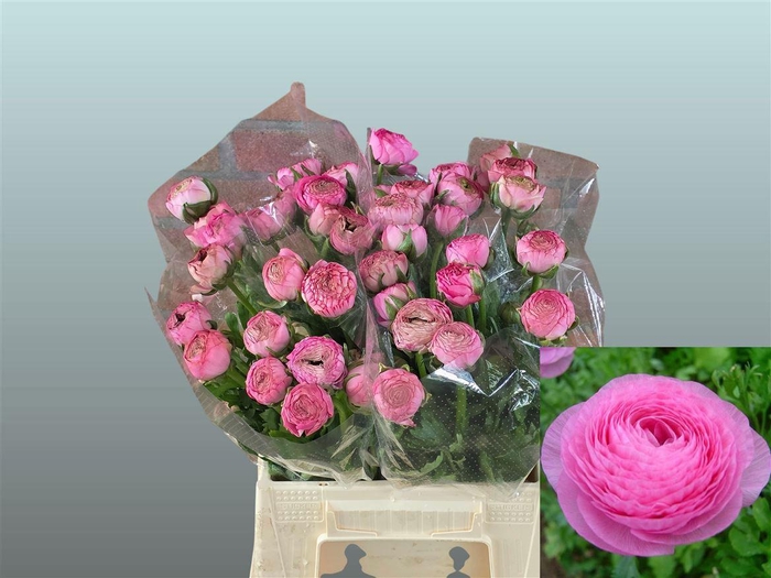 <h4>Ran Aazur Rose</h4>