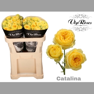 R TR CATALINA