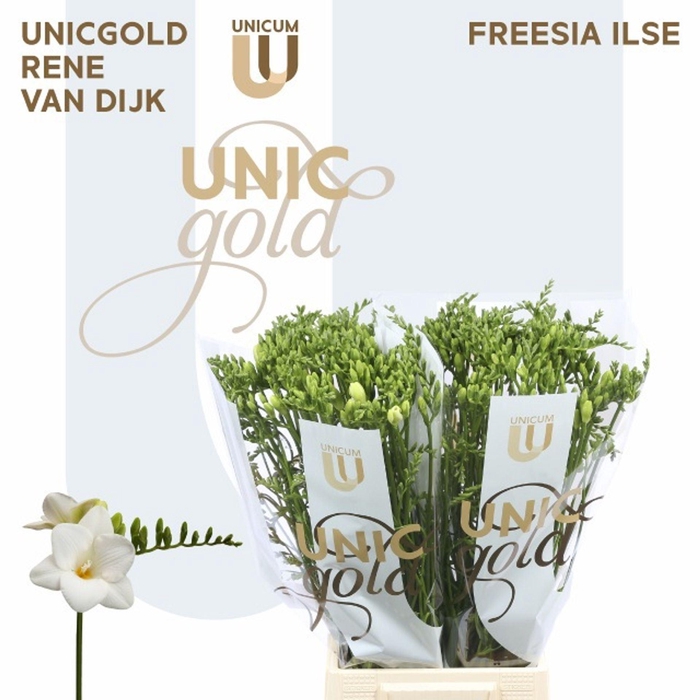 <h4>Freesia enk Ilse</h4>