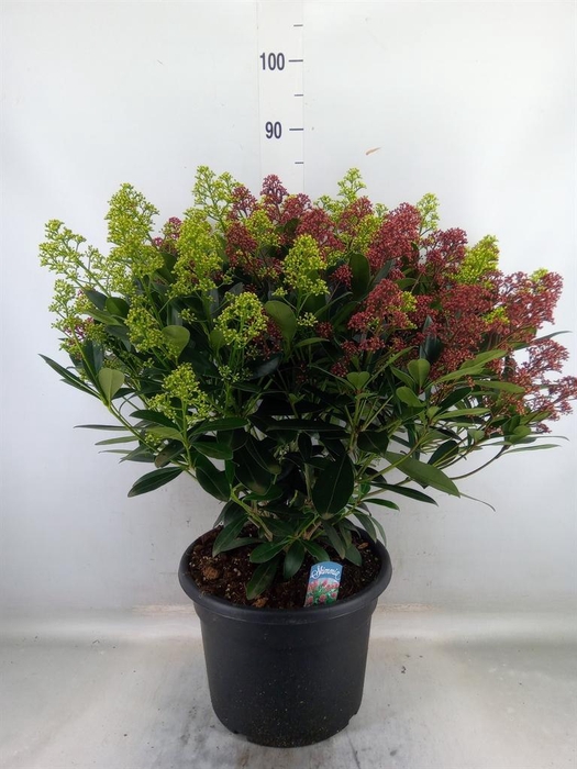 <h4>Skimmia jap.</h4>