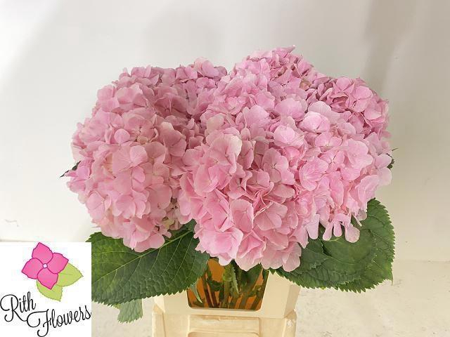 <h4>HYDR M CH VERENA</h4>