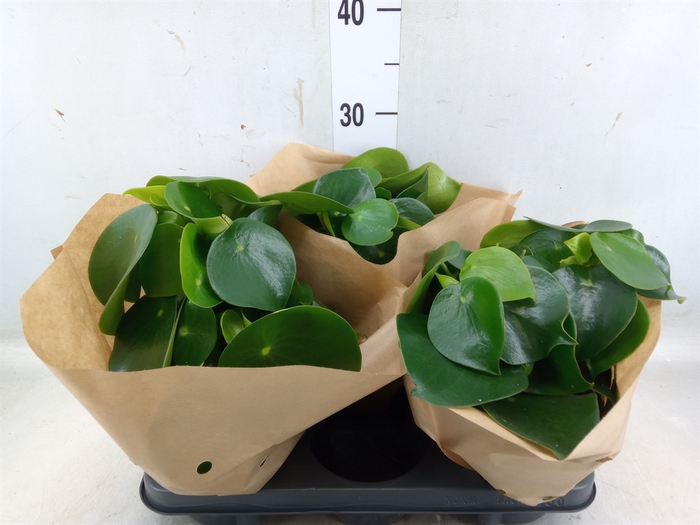 <h4>Peperomia polybotrya 'Raindrop'</h4>