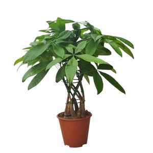 PACHIRA AQUATICA