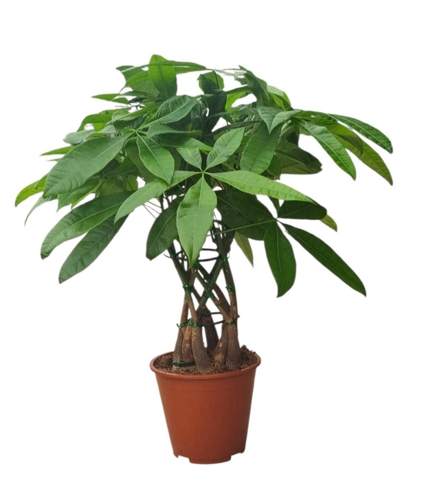 <h4>PACHIRA AQUATICA</h4>