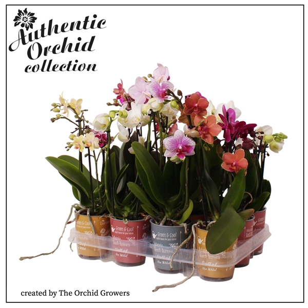 <h4>Authentic Phal. Multi Mix - 2 spike 9cm</h4>