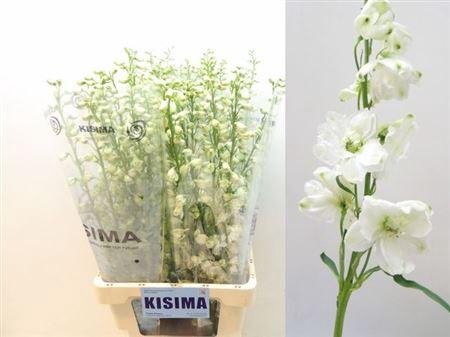 <h4>Delph El Guard White</h4>