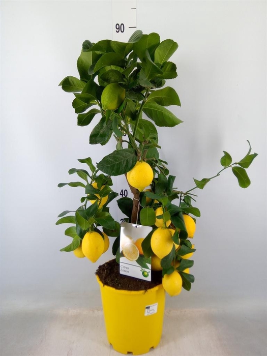 <h4>Citrus   ...</h4>