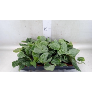 Scindapsus pictus 'Silvery Ann'