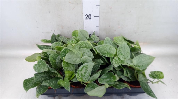 <h4>Scindapsus pictus 'Silvery Ann'</h4>