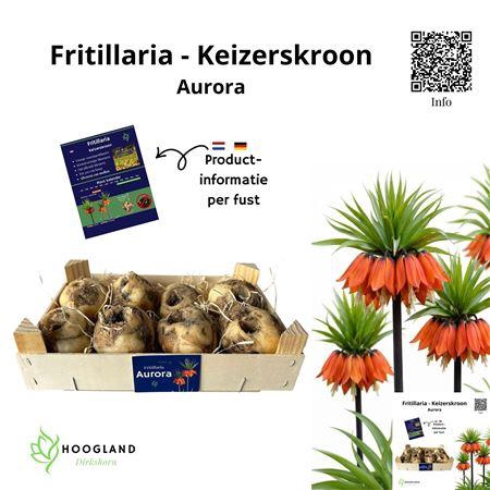 <h4>Fritillaria Bol Aurora Oranje</h4>