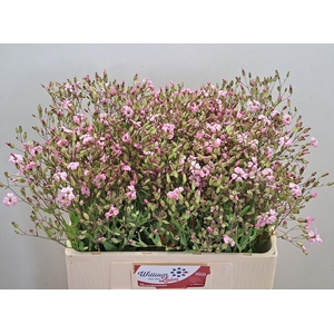 SAPONARIA BS OV ROZE