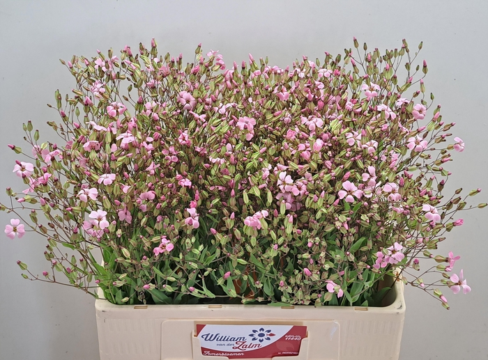 <h4>SAPONARIA BS OV ROZE</h4>