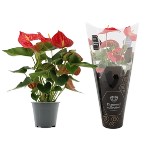 Anthurium Casparo in Diamond sleeve