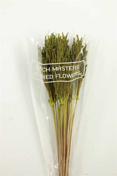 Dried Umbr. Sedge Big Leaf Green Bunch