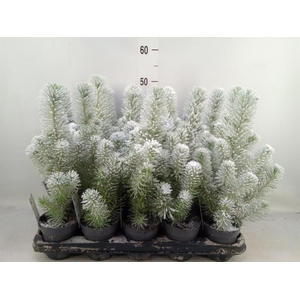 Pinus pinea 'Silver Crest'