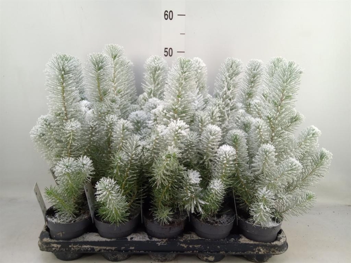 <h4>Pinus pinea 'Silver Crest'</h4>