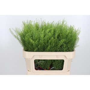 Lepidium Green Bell